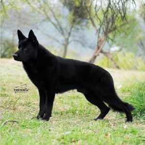Black German Shepherd 