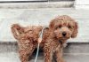 Doodle Dog: The Perfect Blend of Cuteness