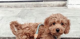 Doodle Dog: The Perfect Blend of Cuteness