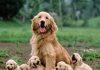 Golden Retriever Puppies: Joyful Additions to Your Family