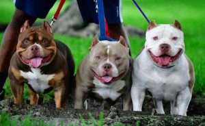 The Pocket Bully Dogs - Breed Overview