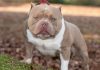 The Pocket Bully Dogs - Breed Overview
