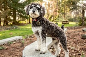 Schnoodle Breed Overview